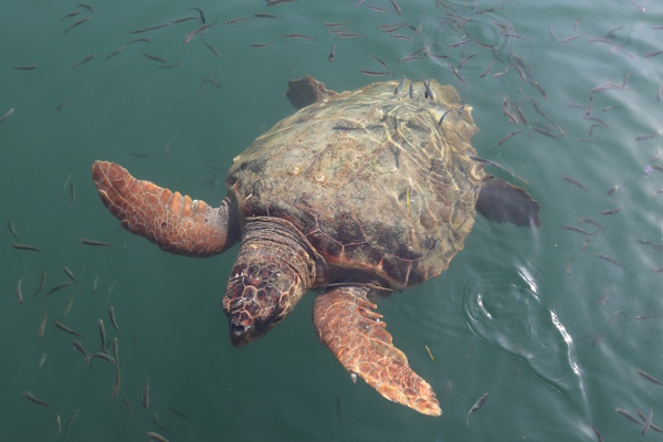 Unechte Karettschildkröte (Caretta caretta)