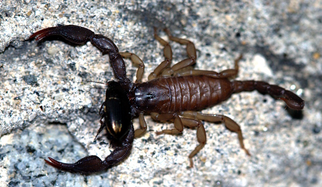 Euscorpius italicus - European Scorpion in Croatia
