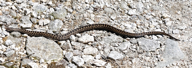 Kreuzotter in Kroatien