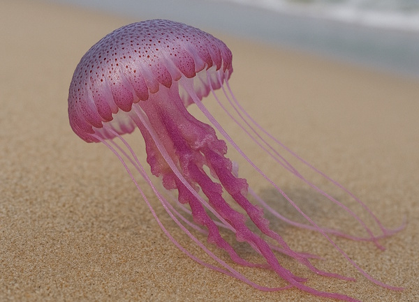Leuchtqualle (Pelagia noctiluca)