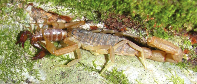 Skorpion der Art Mesobuthus gibbosus  (Kroatien)