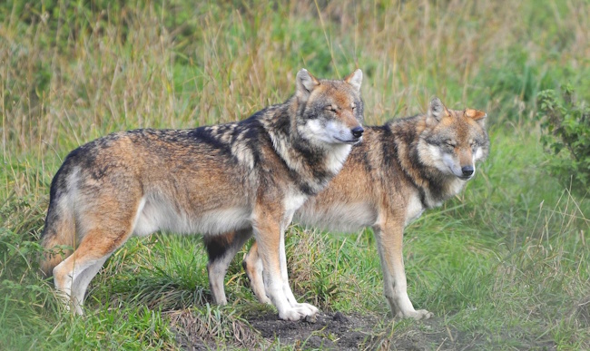 2 Wölfe in Kroatien